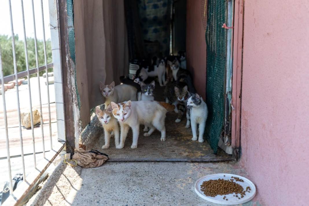 'Çöp ev' ihbarına giden ekipler adreste 100 kedi buldu 1